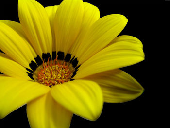 Great Yellow Flower screenshot