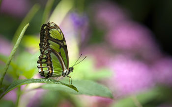 Green butterfly screenshot