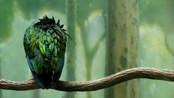 Green Colored Bird screenshot
