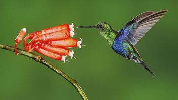 Green Crowned Woodnymph, Mindo, Ecuador screenshot