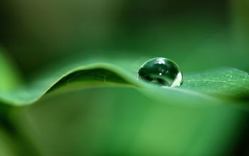 Green Dew Drop screenshot