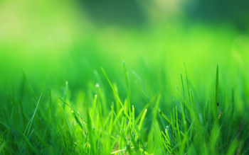 Green Grass Field screenshot