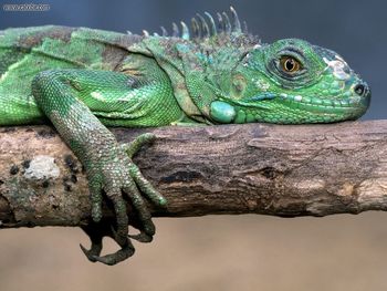 Green Iguana screenshot