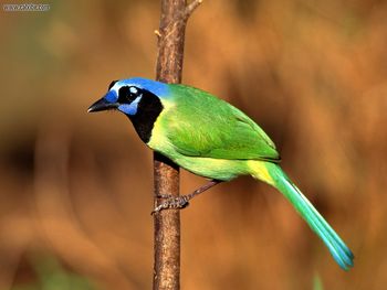 Green Jay screenshot