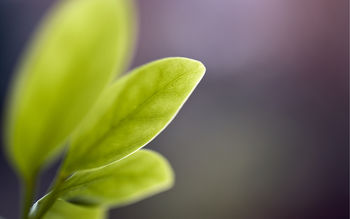 Green leaves Blur screenshot