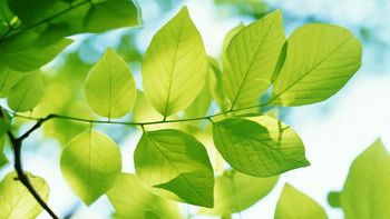 Green Leaves screenshot