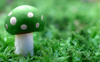 Green Mushroom Wide screenshot