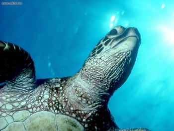 Green Sea Turtle Hawaii screenshot