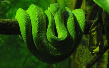 Green Snake screenshot