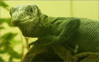 Green Tree Monitor screenshot