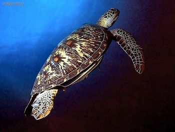 Green Turtle screenshot