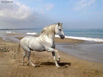 Grey Andalusian By The Sea screenshot