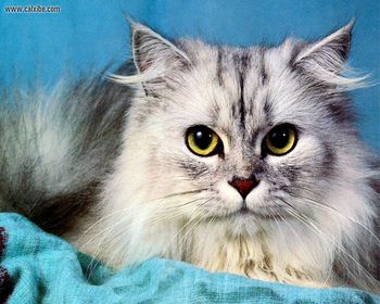 Grey Persian Cat screenshot