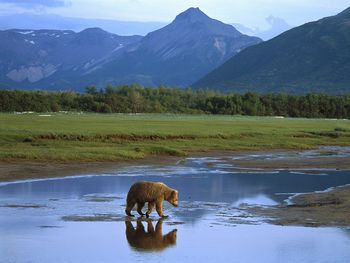 Grizzly Bear Crossing River, Katmai National Park, Alaska screenshot