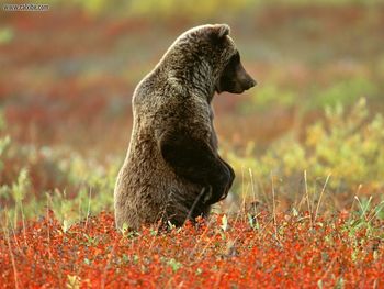 Grizzly Bear Denali National Park Alaska screenshot
