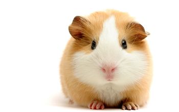 Guinea Pig screenshot