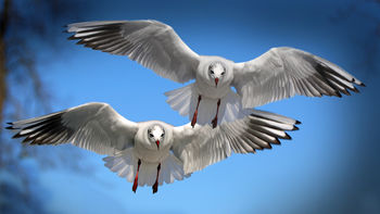 Gulls Seabirds screenshot