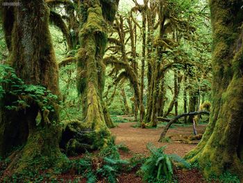 Hall Of Mosses Olympic National Park Washington screenshot