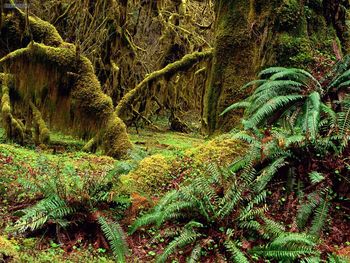 Hall Of Mosses Trail Olympic National Park Washington screenshot