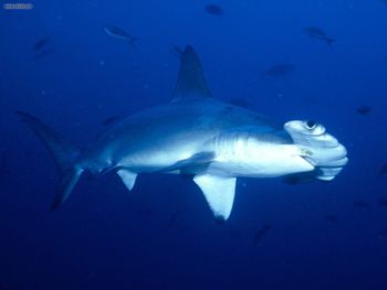 Hammerhead Shark Cocos Island Costa Rica screenshot