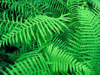 Hammock Fern Atchafalaya Basin Louisiana screenshot