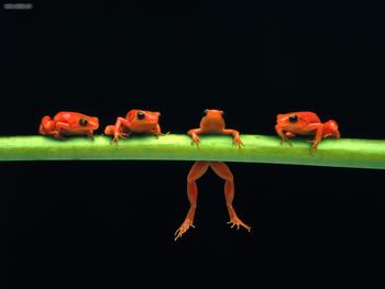 Hang In There Red Tree Frogs screenshot