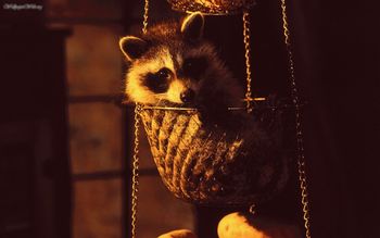 Hanging Basket screenshot