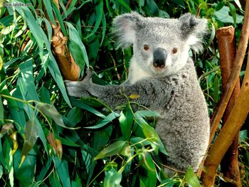 Hanging Out Koala screenshot