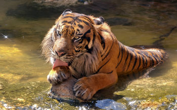 Happy Sumatran Tiger screenshot
