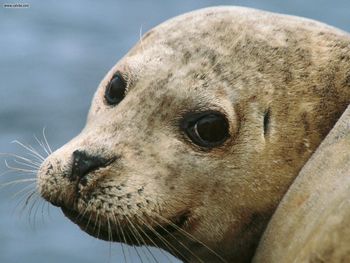 Harbor Seal screenshot