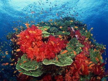 Hard And Soft Corals, South Pacific screenshot