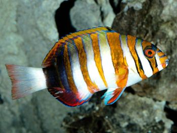 Harlequin Tusk Fish screenshot