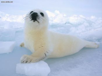 Harp Seal Gulf Of St Lawrence Canada screenshot