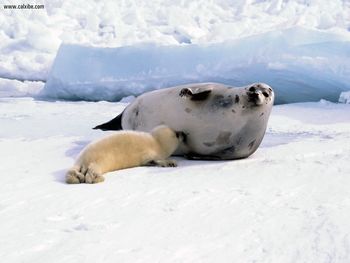 Harp Seal Momwith Whitecoat screenshot