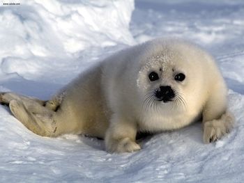 Harp Seal Pup Arctic Ocean screenshot