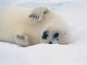 Harp Seal Pup screenshot