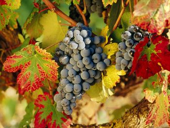 Harvest Time, La Rioja, Spain screenshot