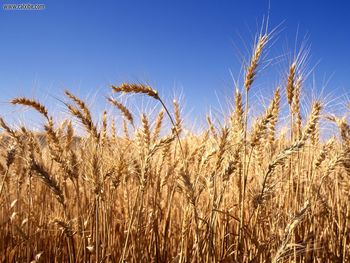 Harvest Time screenshot