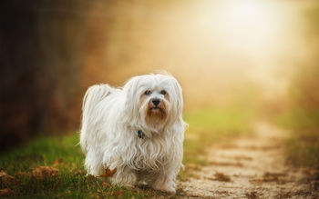 Havanese Dog screenshot