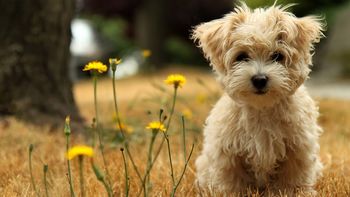 Havanese Silk Dog screenshot