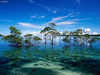 Havelock Island Andaman And Nicobar Islands India screenshot