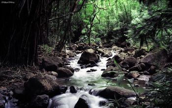 Hawaii Stream screenshot