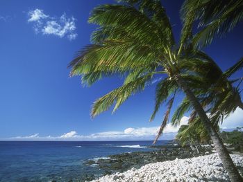 Hawaiian Palm screenshot