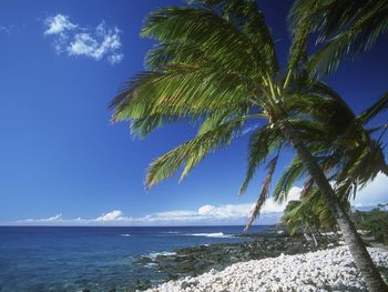 Hawaiian Palm screenshot