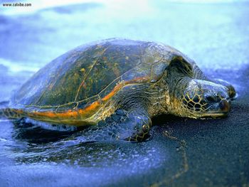 Hawaiian Sea Turtle screenshot