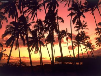 Hawaiian Sunset Hawaii screenshot