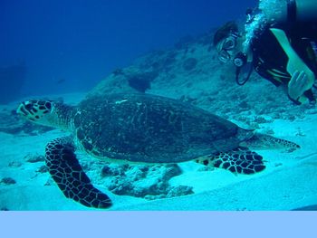 Hawksbill Turtle screenshot