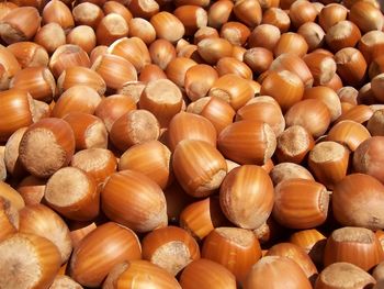 Hazelnuts screenshot