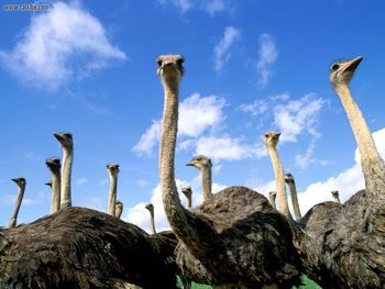 Heads Up Ostrich Herd screenshot