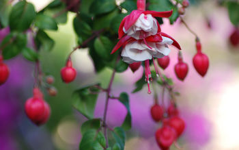 Heart & flowers screenshot